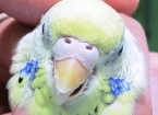 セキセイインコ　メス